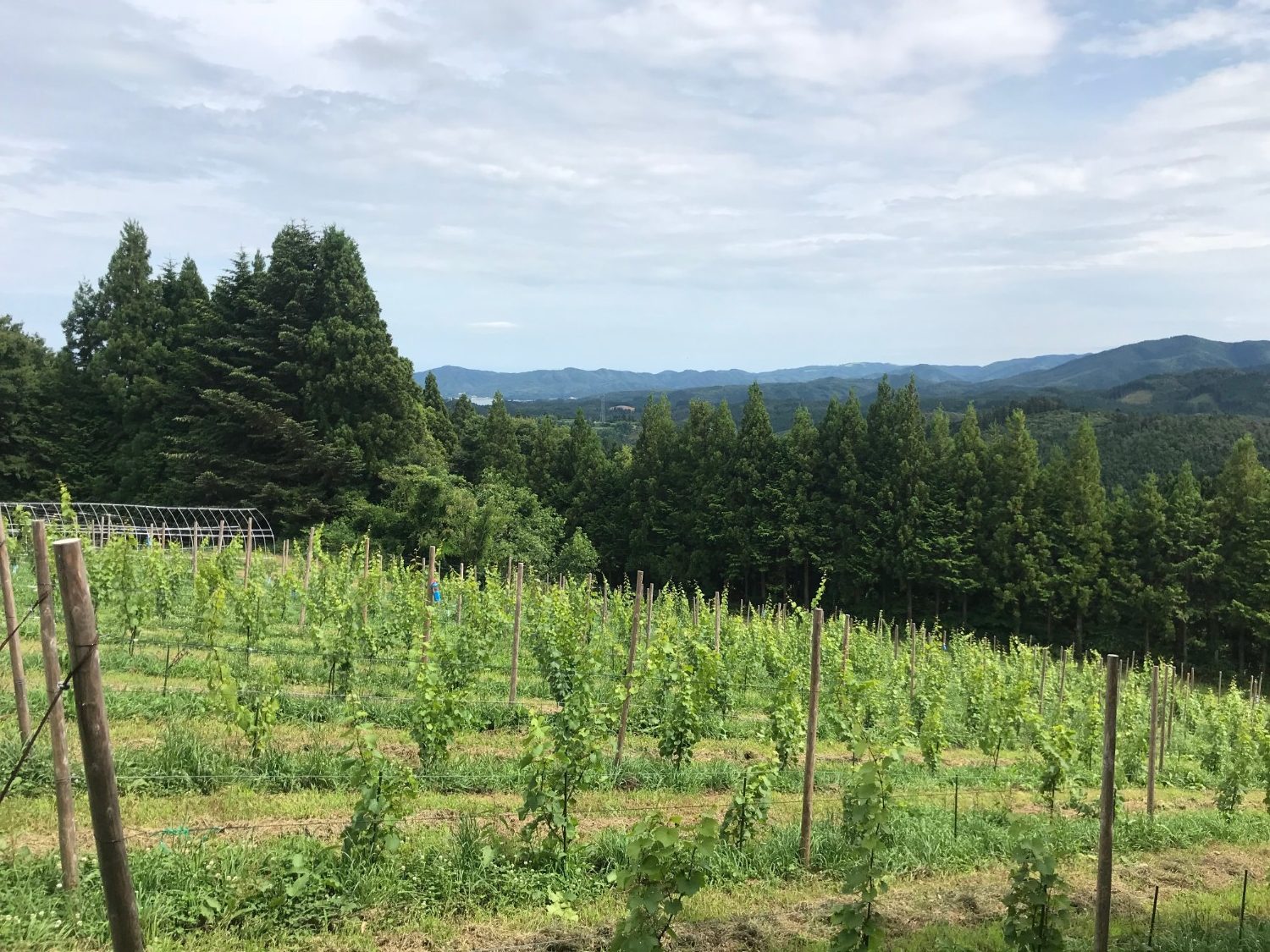 緑豊かな山々を背景に、若いぶどうの苗が整然と並ぶ段々畑が広がり、左奥にはパイプで組まれた簡易ハウスが見える写真