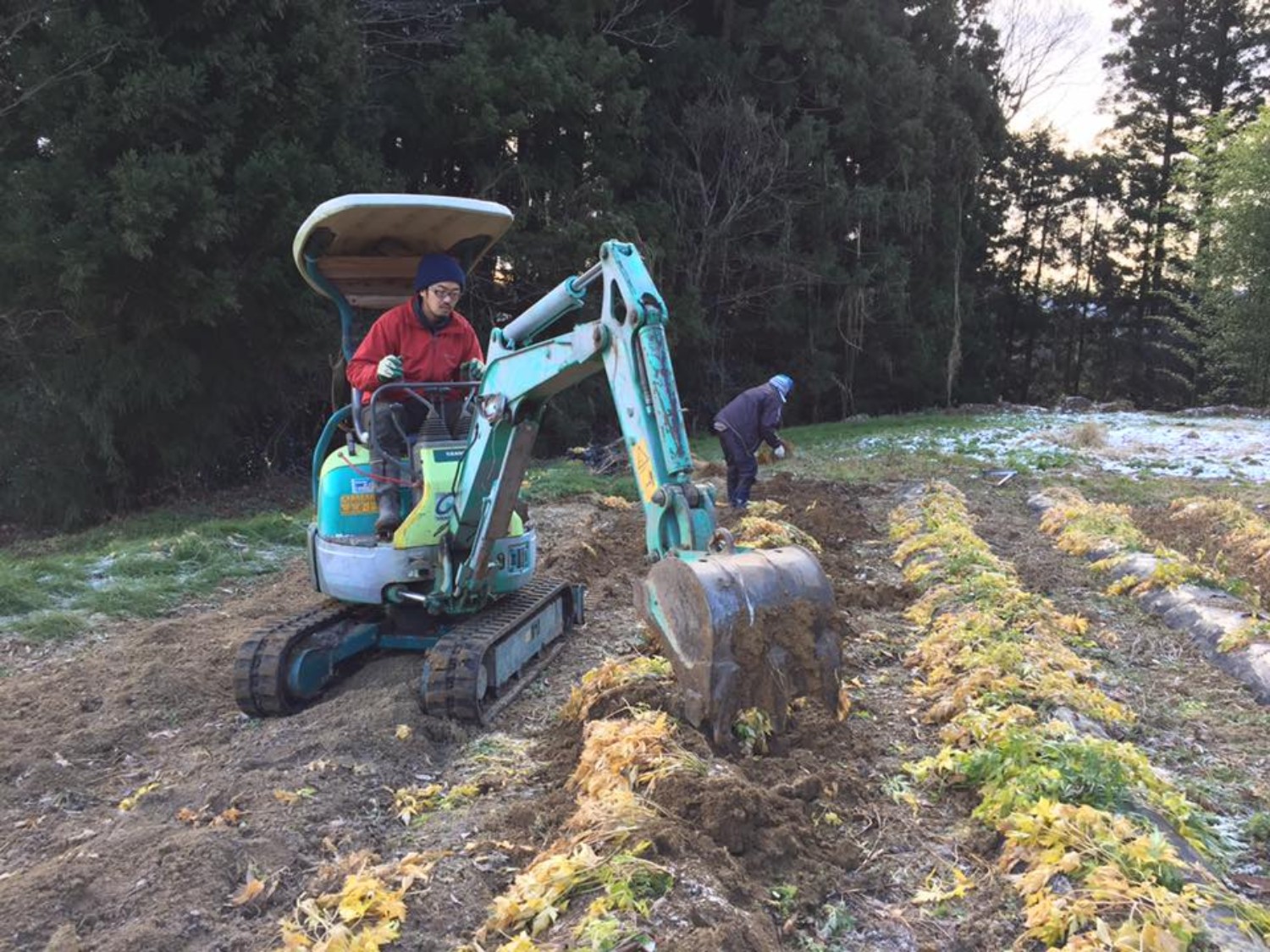 畑の一角で男性がミニショベルカーを操作し、隣ではもう一人の人物が手作業で収穫作業をしており、地面には掘り起こされたサツマイモと枯れた葉が並び、周囲の草地にはうっすらと雪が積もっている写真