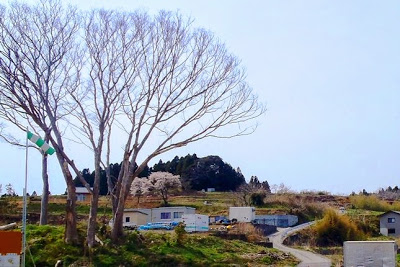 葉の落ちた大きな木の奥に、造成中の土地とプレハブ小屋、さらにその背後に森林の小山や2本の桜の木が見える春の風景の写真