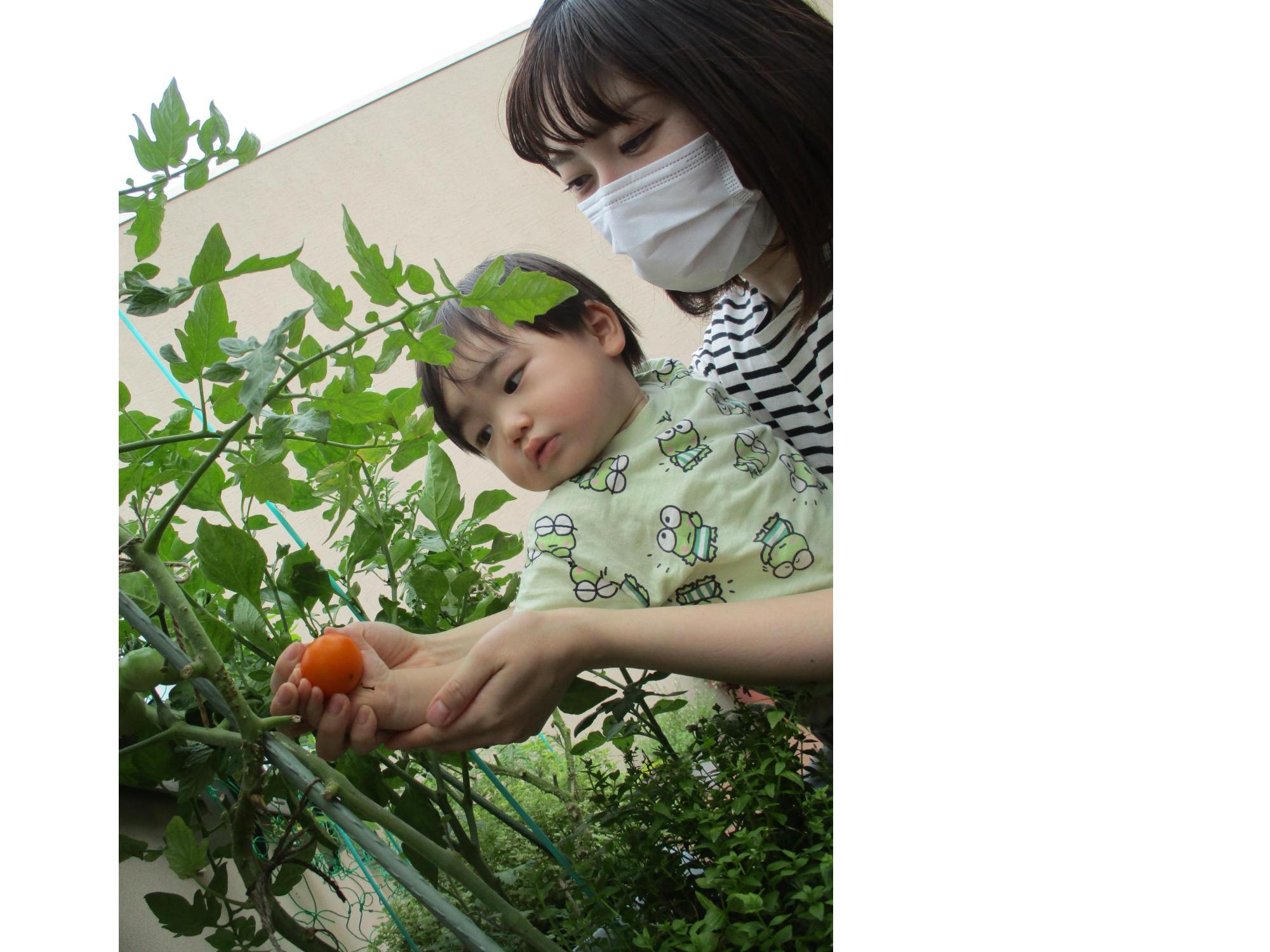 夏の思い出 ミニトマト取れたよ！