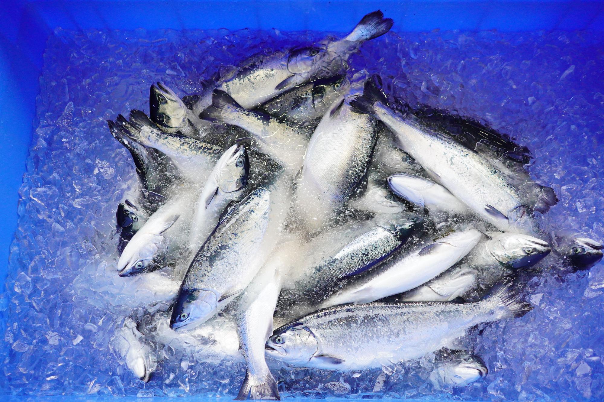 青い容器の中に銀色に光るたくさんの鮭が氷と一緒に詰められている写真