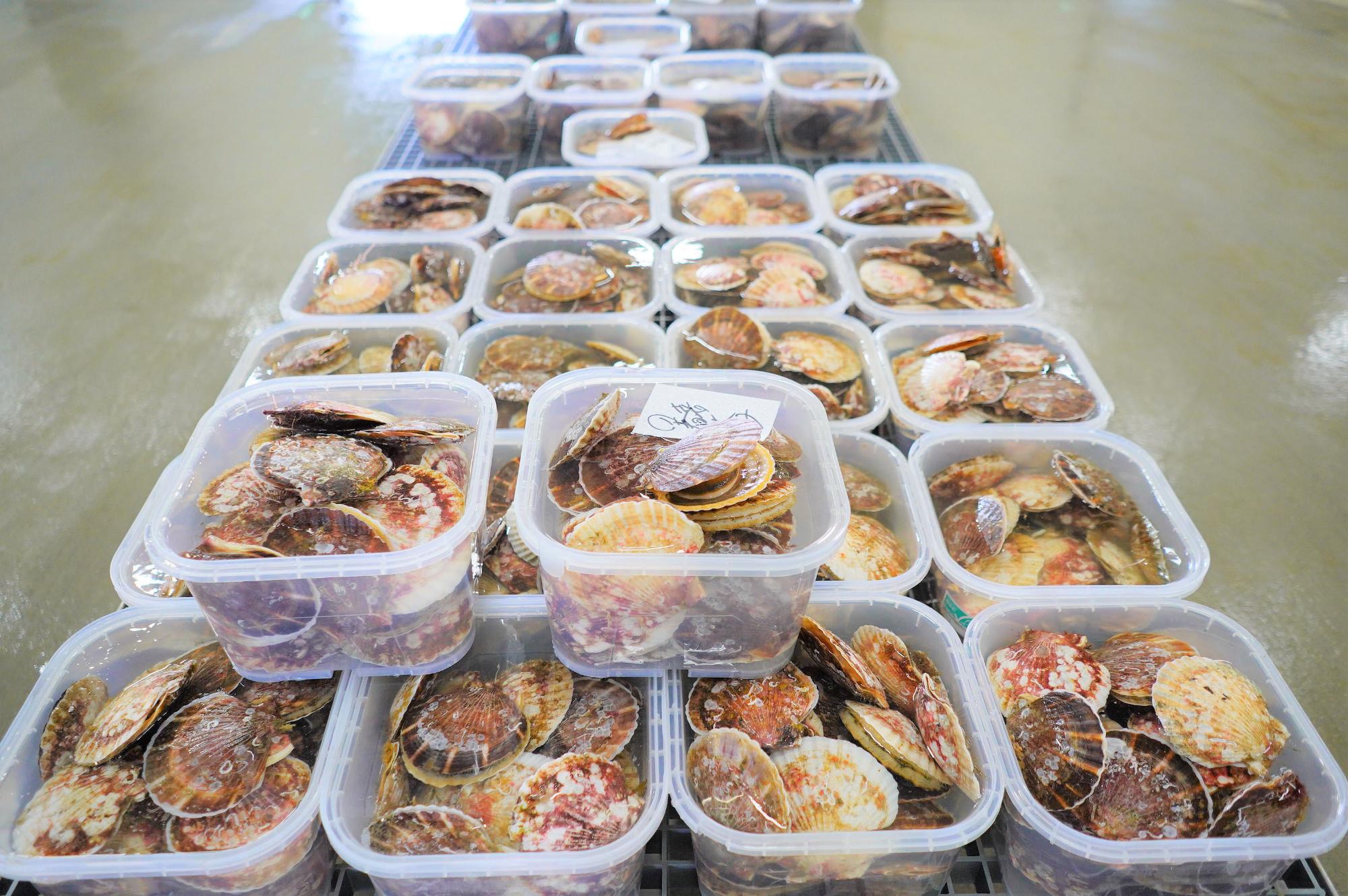 透明の容器にホタテの貝が水に浸された状態で整然と並べられている写真