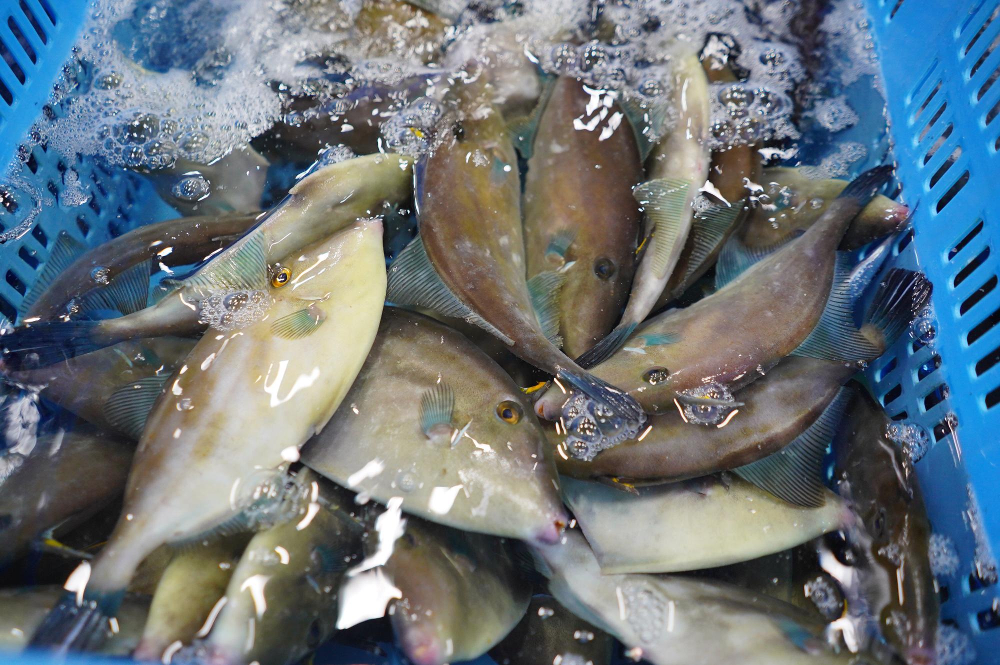 水が入った青いカゴの中にぎっしり詰まったカワハギが泳いでいる写真