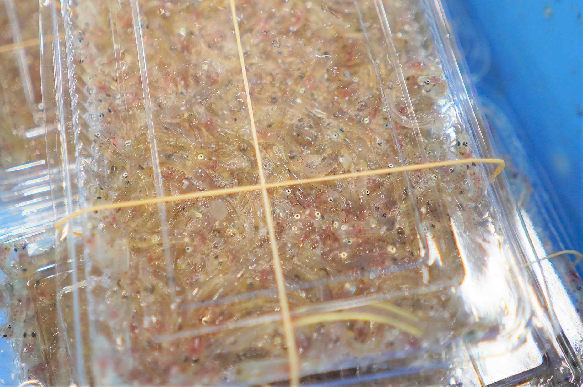 透明なパックにたくさんの生のしらすがぎゅっと詰められている写真