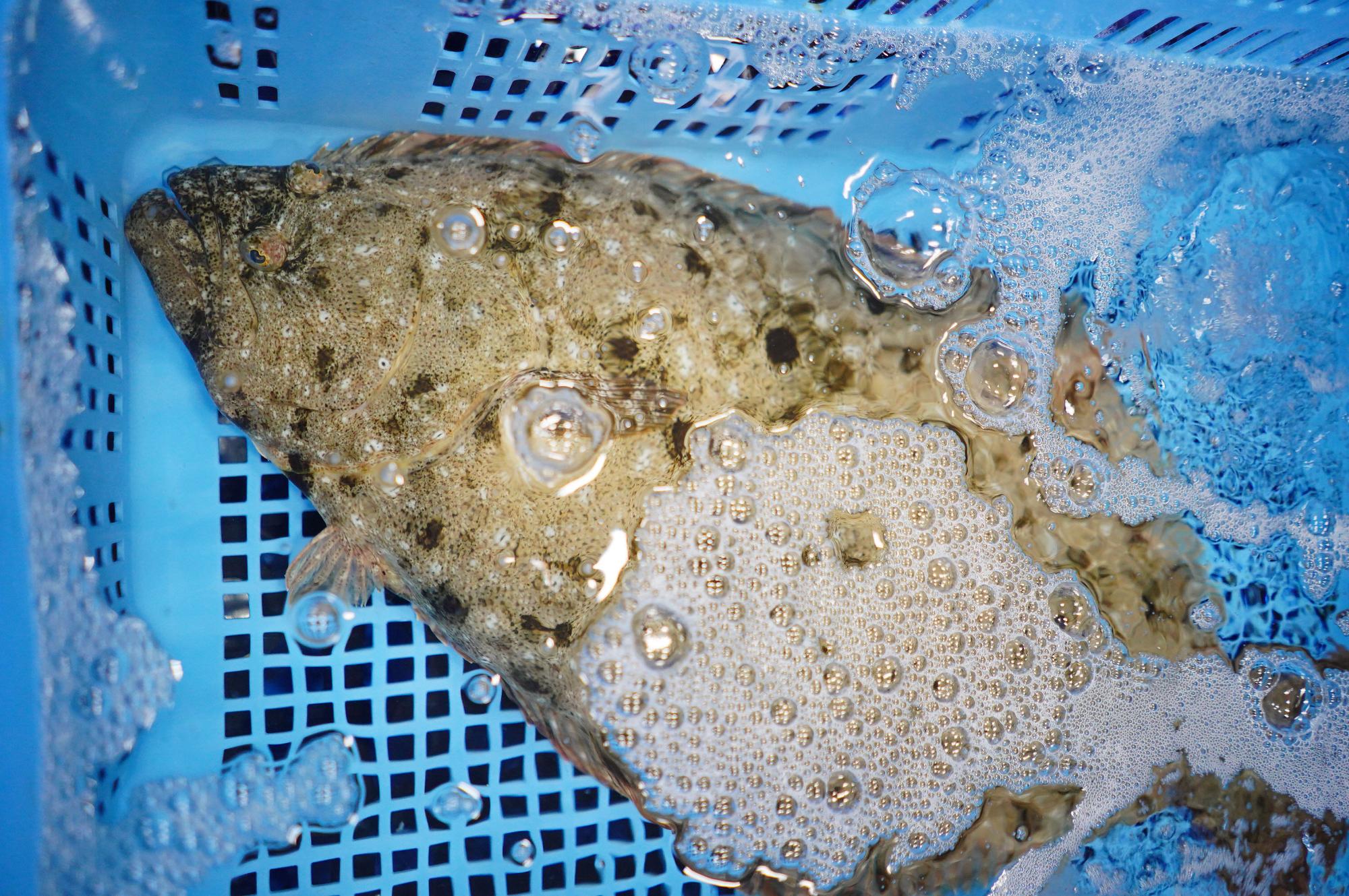 水が入った青いカゴの中に一匹の大きなヒラメが入っている写真