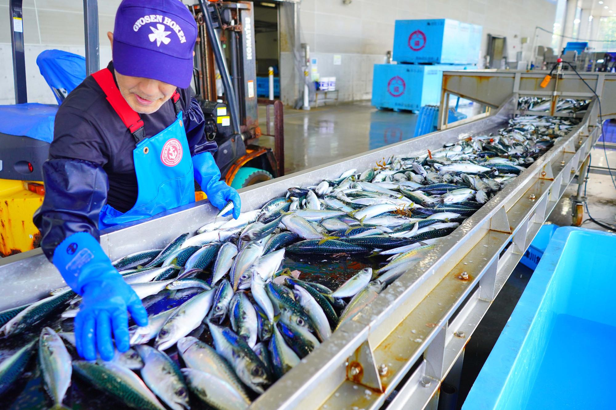 青い作業着と手袋を着けた作業員が、屋内の選別ラインで大量のサバを選り分けている様子を写した、魚の仕分け作業の写真