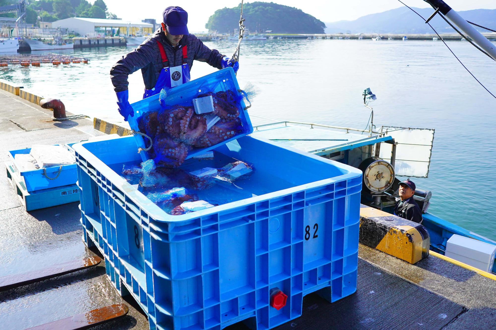 港の岸壁で、作業員が大きな青いコンテナに入ったタコを別のコンテナへ移している様子を捉えた、水揚げ直後のタコの荷下ろし作業の写真