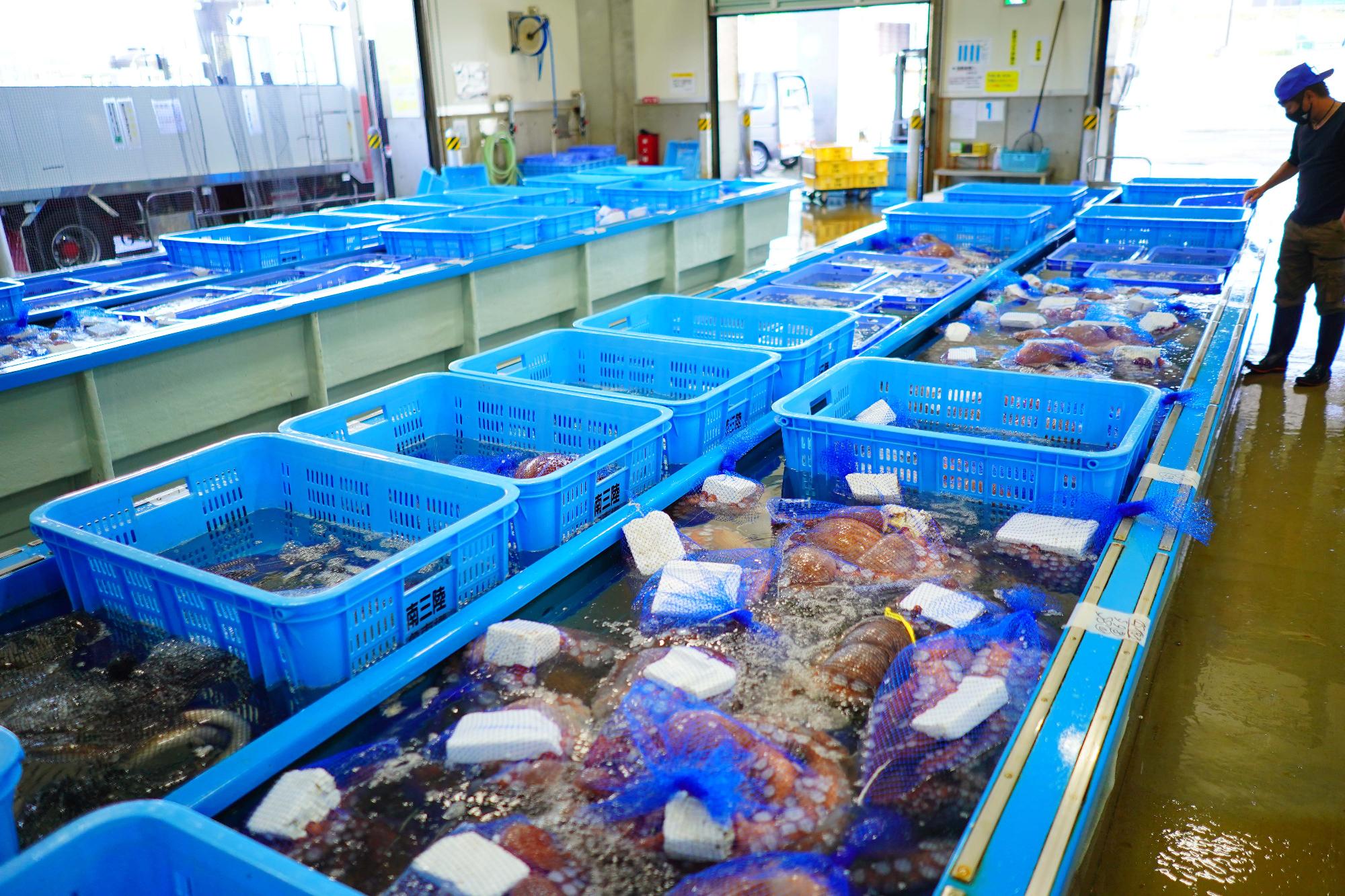 屋内施設で青いかごに入れられた多数のタコが水につけられて整然と並べられている、出荷前の保管中のタコの写真