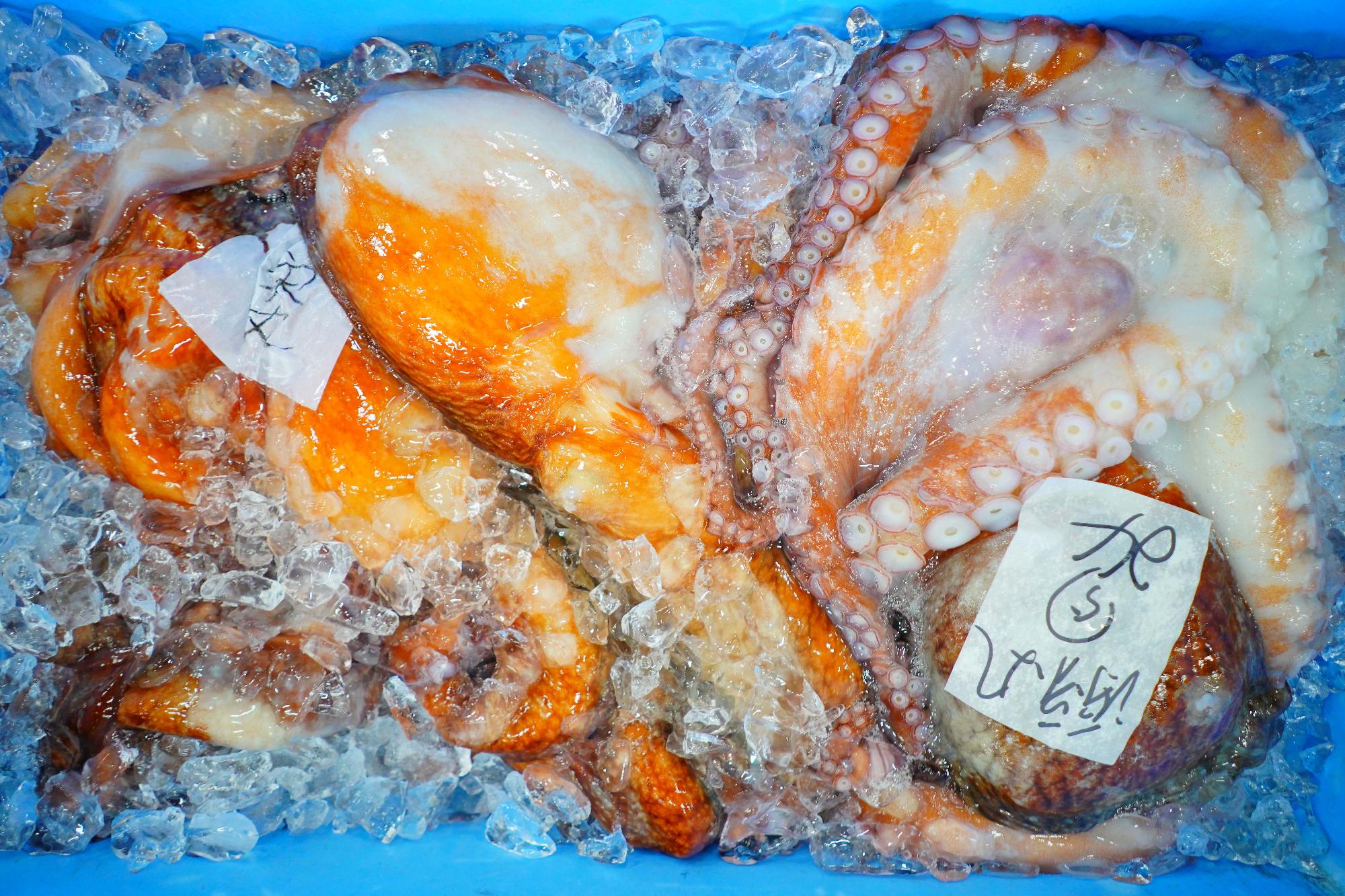 大きなタコが氷の上に並べられ、白い紙に手書きの文字が添えられている写真