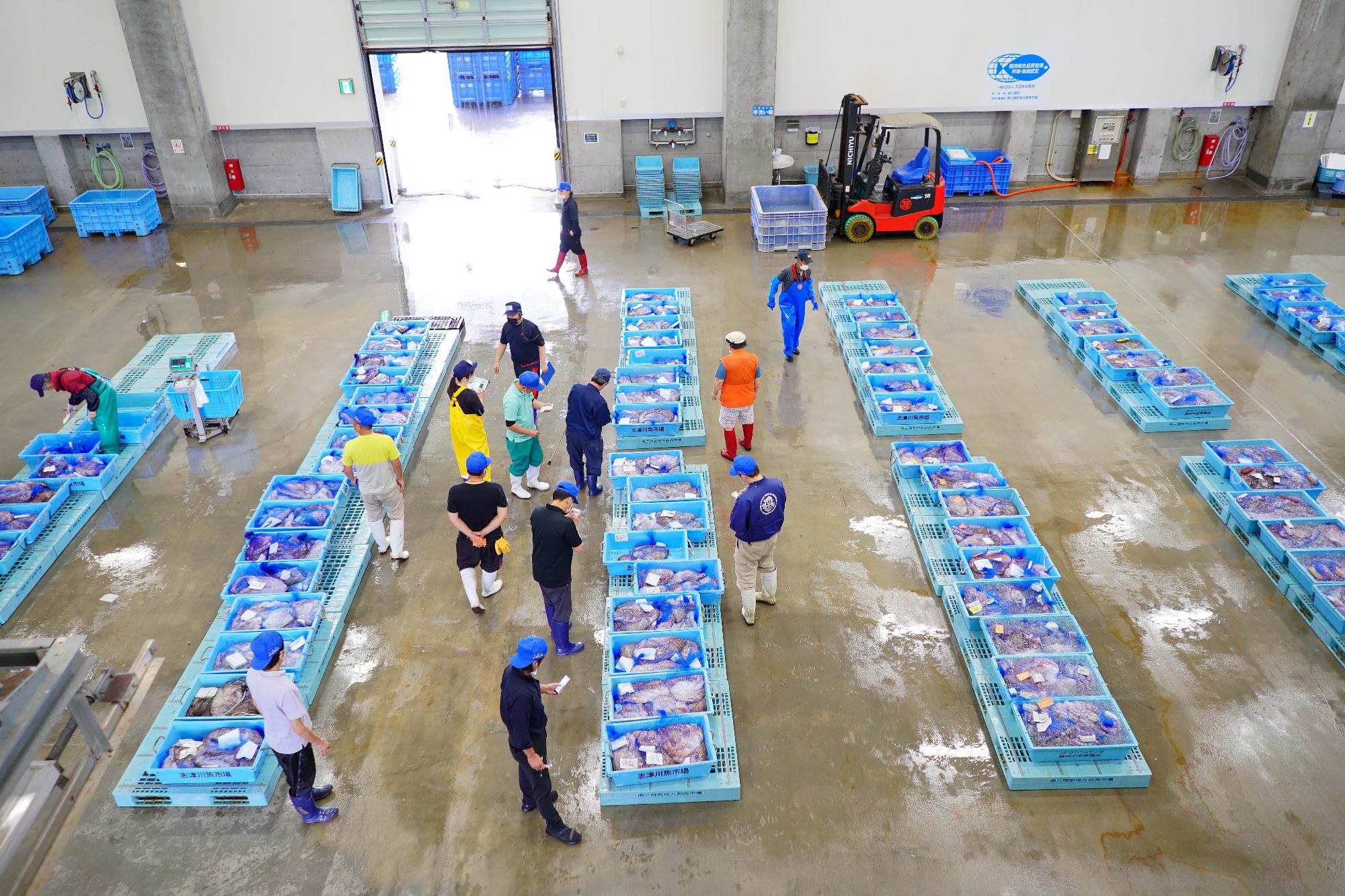 広い市場の床に青いコンテナが整列し、それぞれにタコが入れられ、多くの関係者が検品している、競り前の水産市場の様子の写真