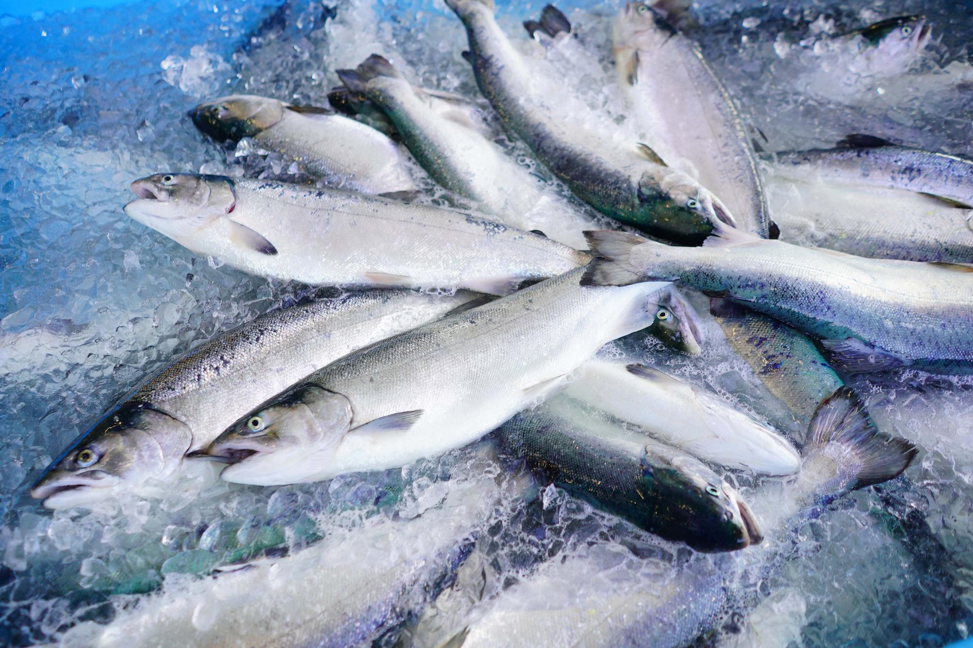 氷の上に銀色の魚が重なり合って並べられている、鮮度の良いサケの冷蔵保管の写真