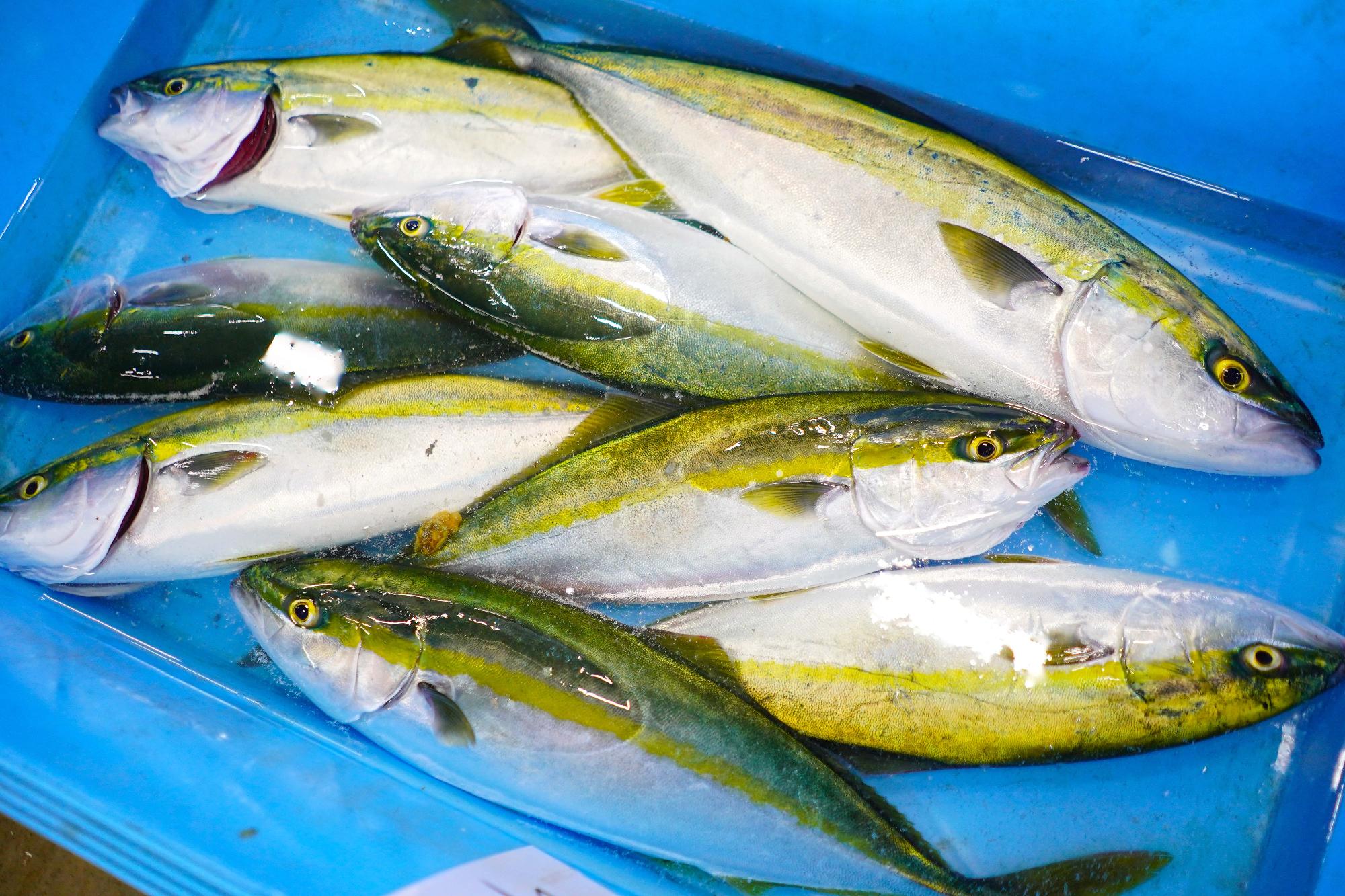 水が入った青い容器の中で黄色と緑の筋がある魚が並んでいる、出荷前保管の写真