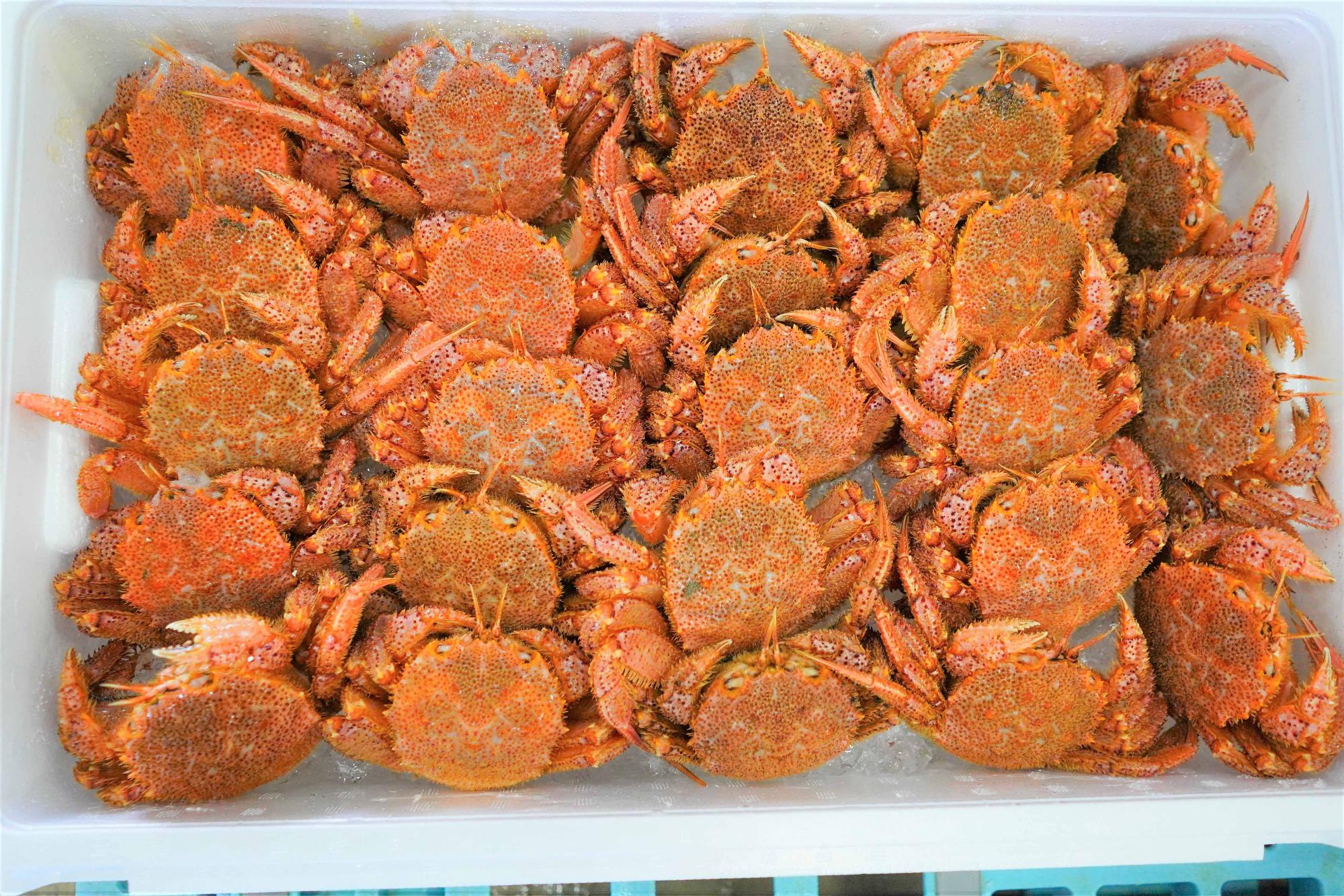 白い箱に赤橙色の毛ガニがぎっしりと詰められている、毛ガニの出荷準備の写真