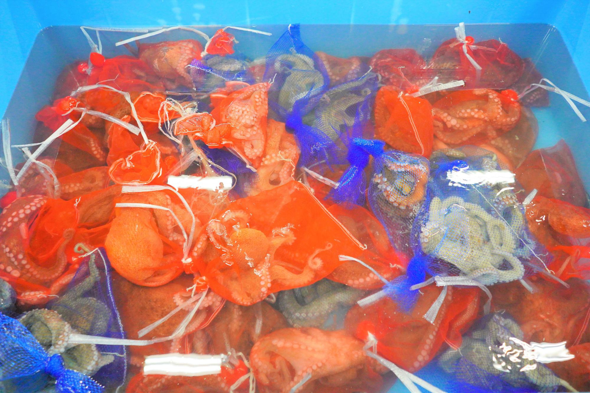 赤や青の細かい網袋に小さなタコが一匹ずつ入れられ、水を張った水槽の中で保管されている様子の写真