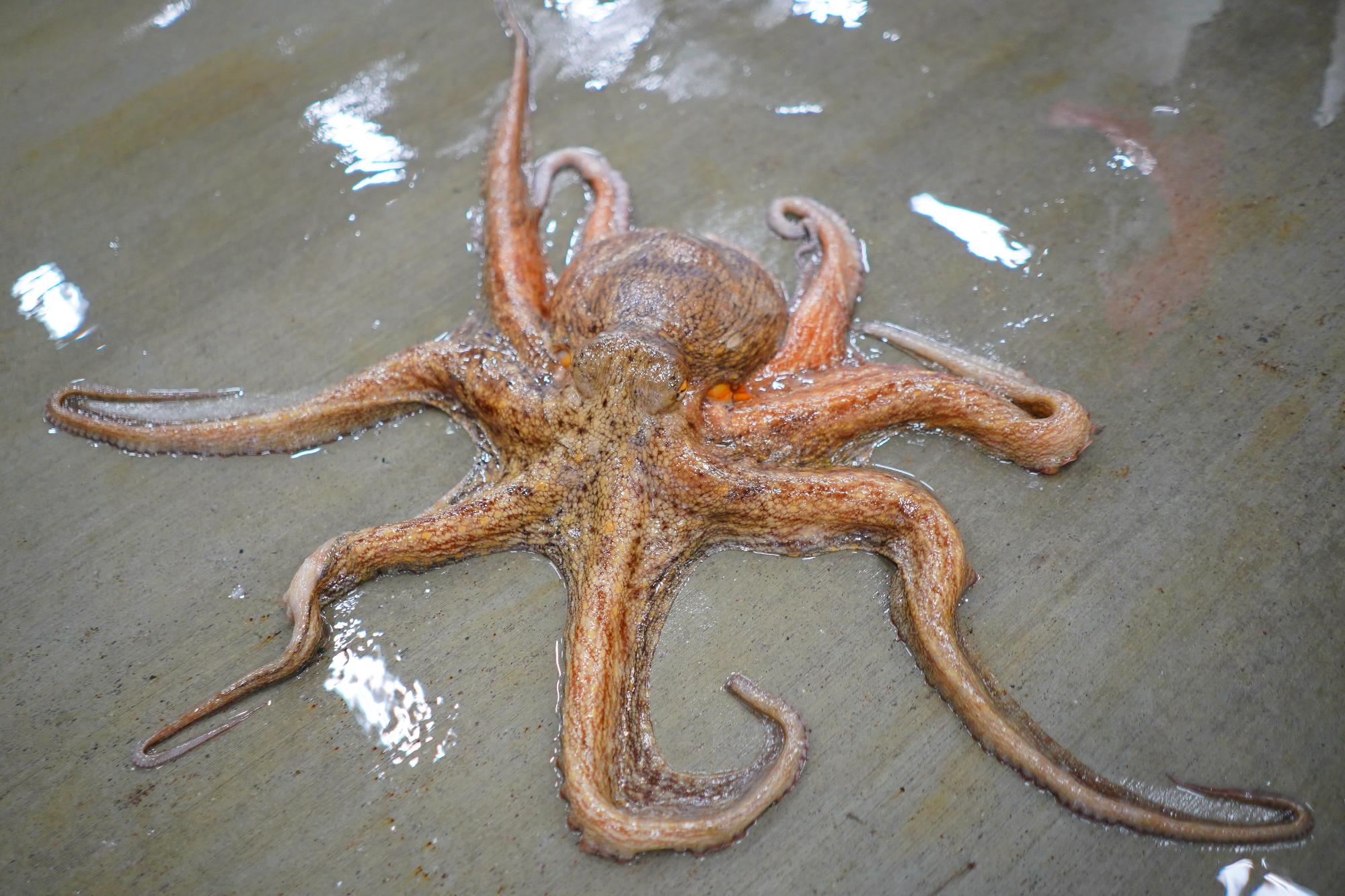 コンクリートの床の上に広げられた、長い足と丸い胴体を持つ一匹の生きたタコの写真