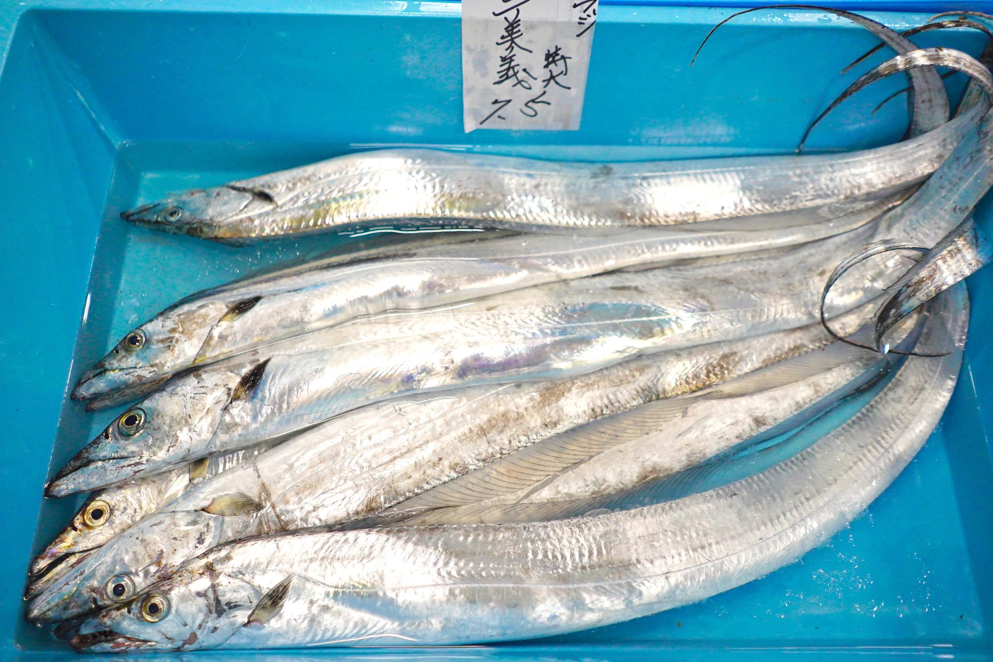 銀色に光る細長い体を持つタチウオが、青いプラスチック容器の中に整然と並べられている写真