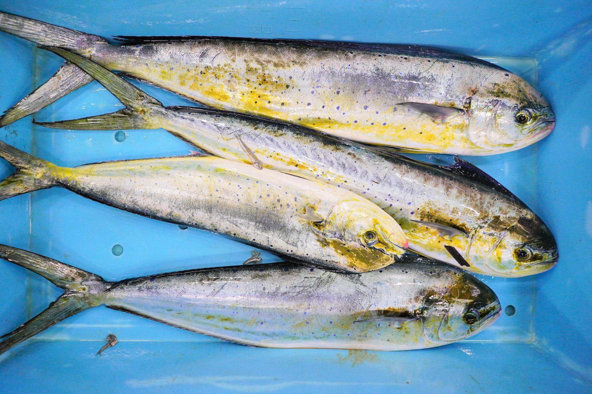 背中が黄色く、体に青い斑点があるシイラが4匹、青いケースにきっちり収まっている写真