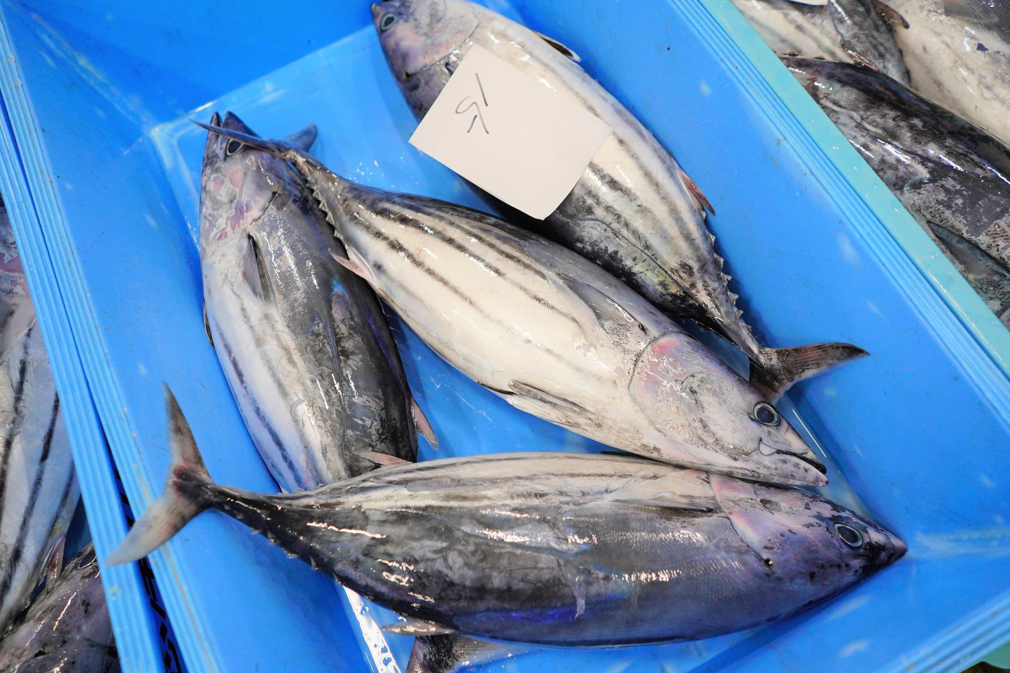 青いトレーに、縞模様が特徴の丸みを帯びたカツオが4匹、並んでいる写真