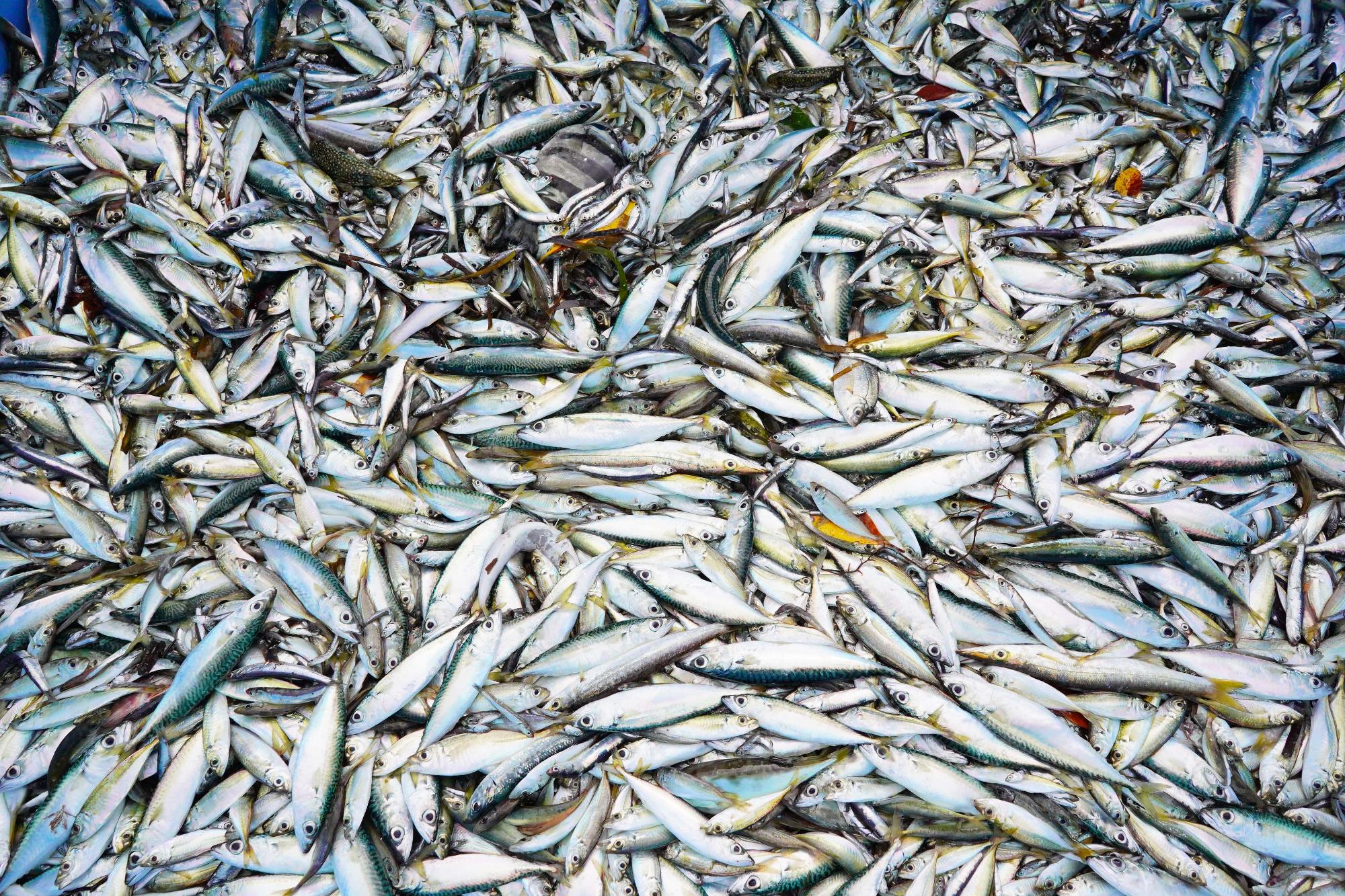小アジやサバなど多数の小魚が一面に敷き詰められ、重なり合っている写真