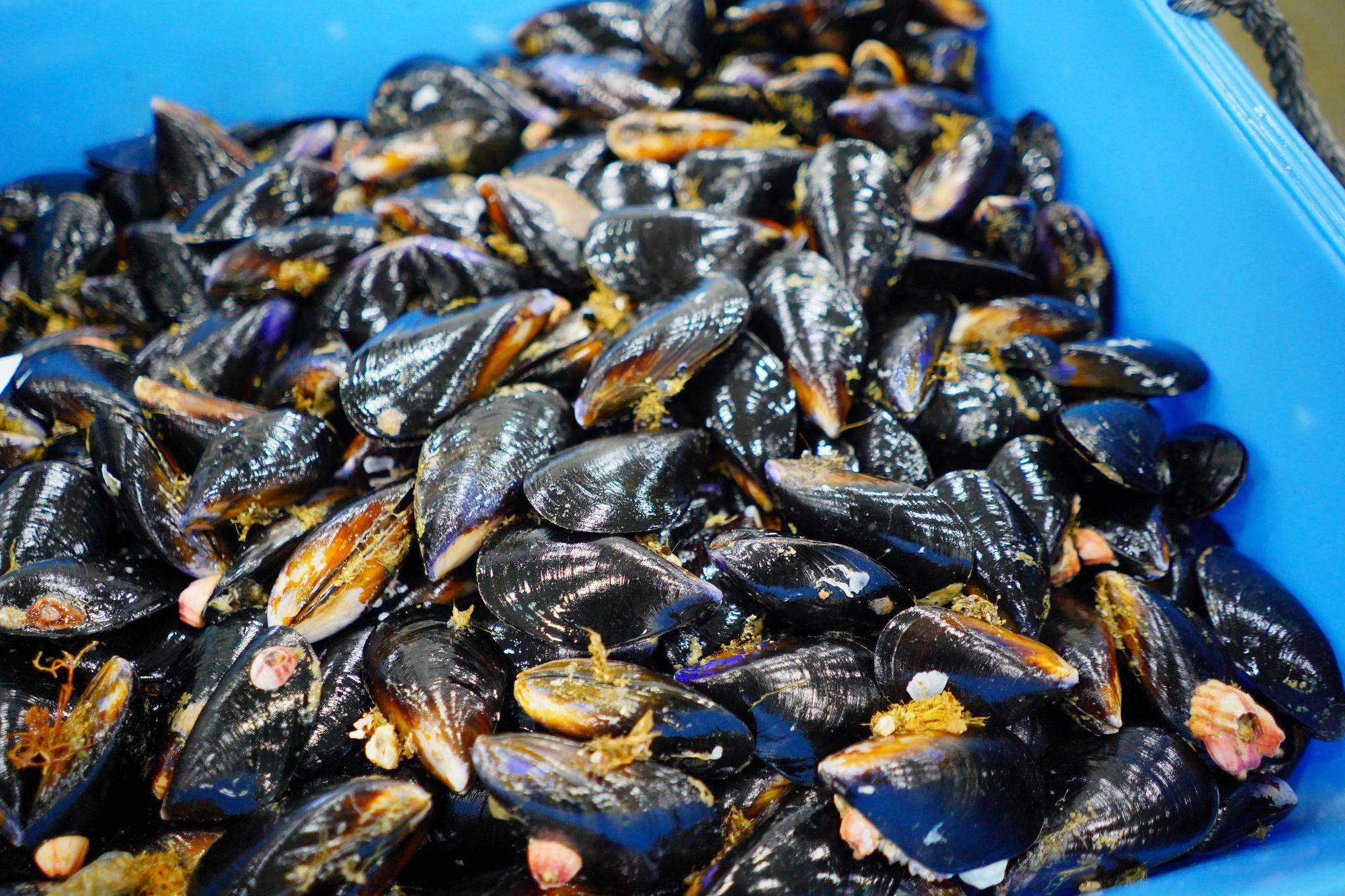 黒光りする殻を持つムール貝が、大量に青い容器に入れられている写真