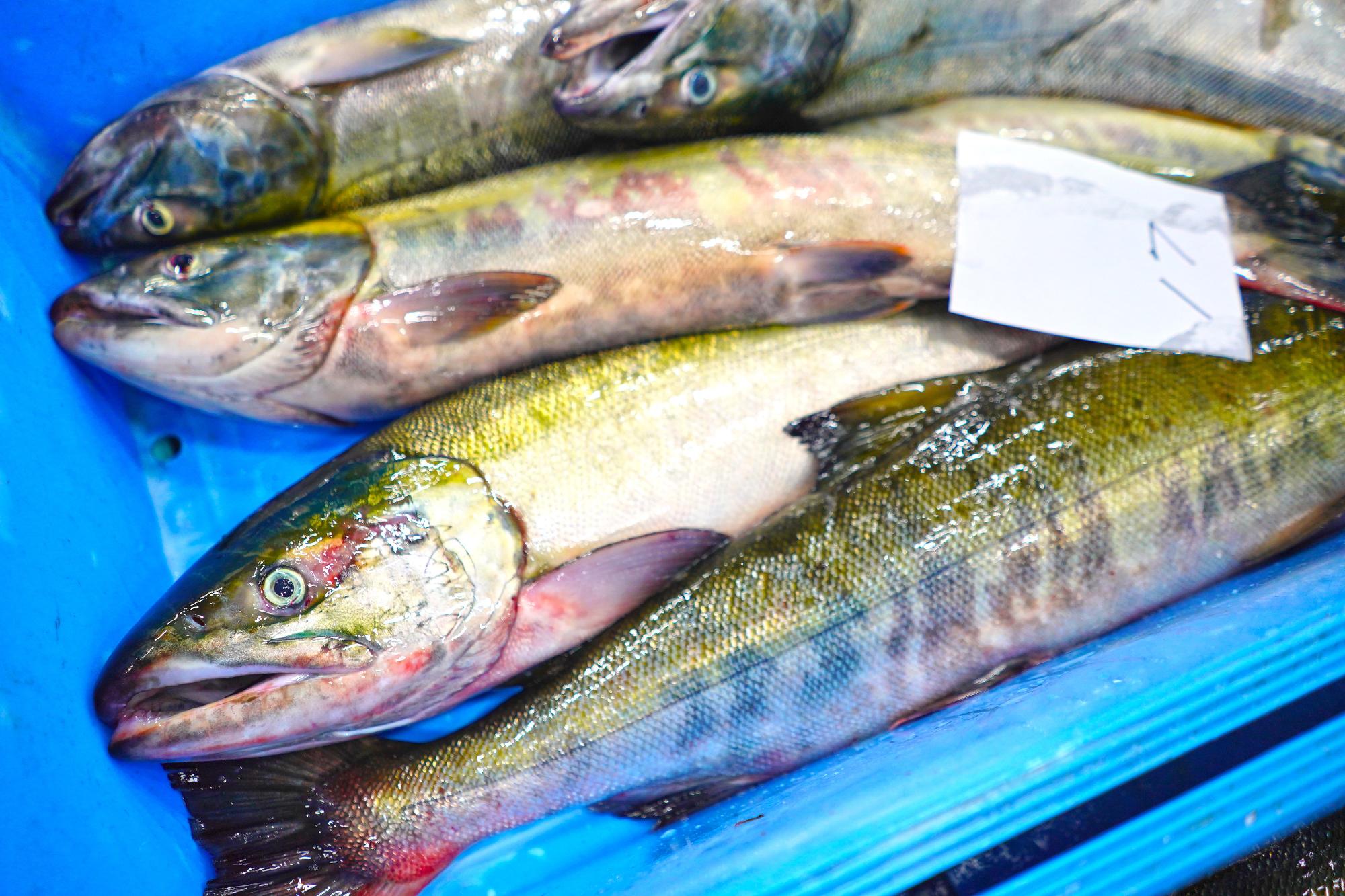 青いケースの中に、背中が緑がかった、腹が白っぽい鮭が5匹ほど並んでいる写真
