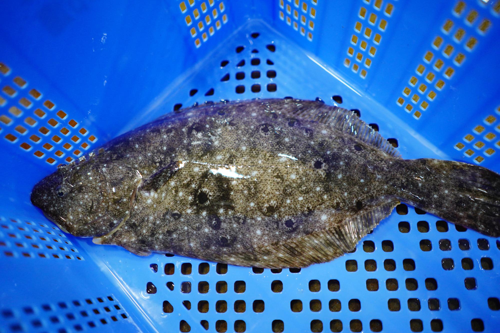 青いかごの中に、黒い斑点のあるカレイが一匹入っている写真