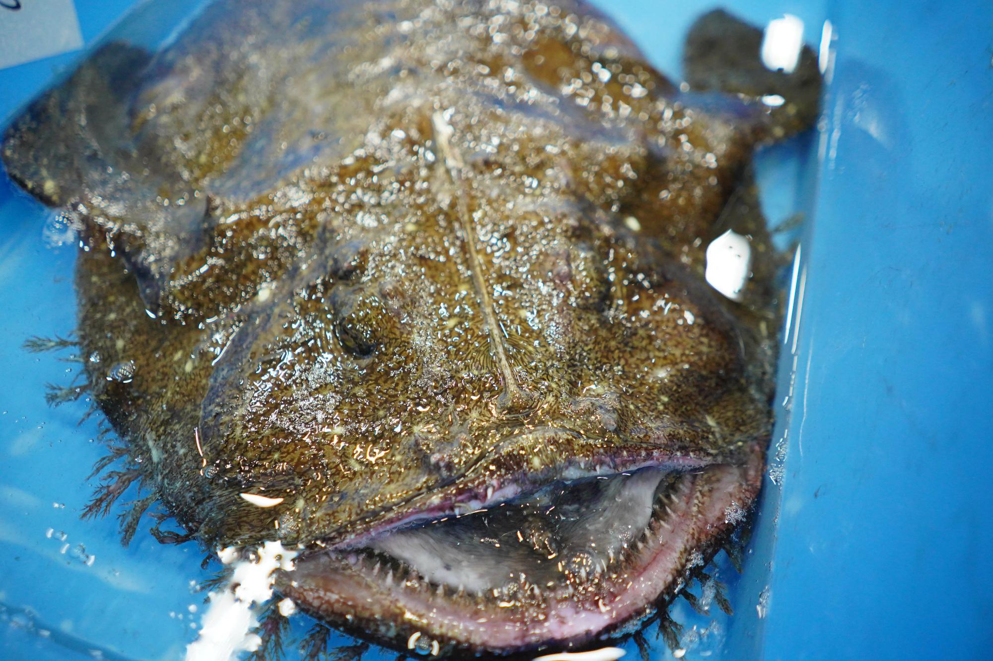 大きく開いた口と平たい体が特徴のアンコウが青い容器に入っている写真