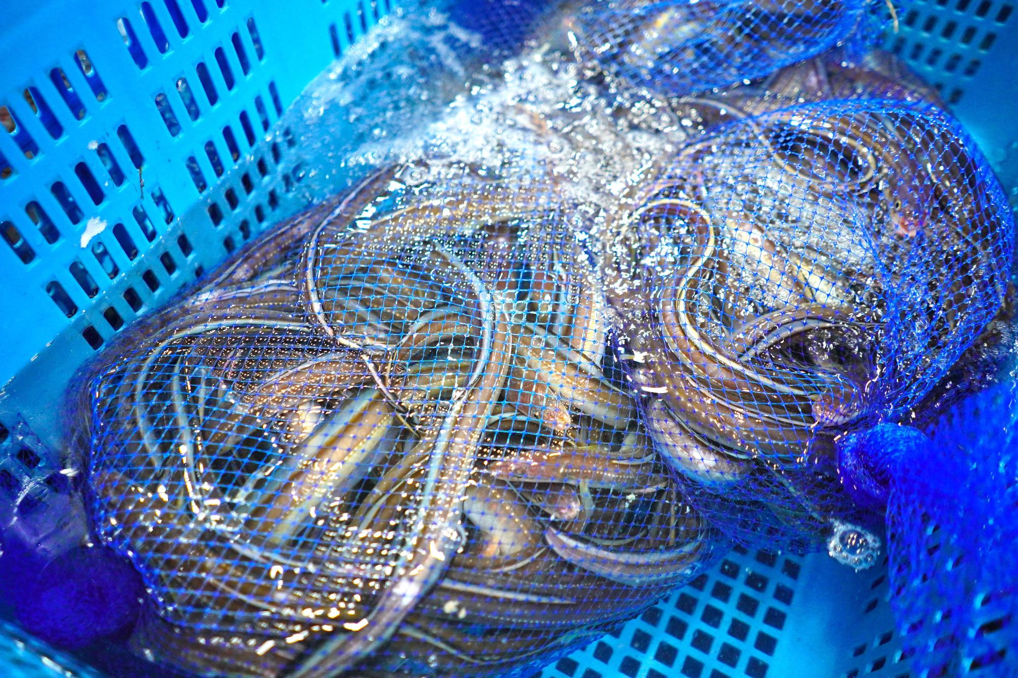 網にまとめられた大量のウナギが青いかごの中に入れられている写真