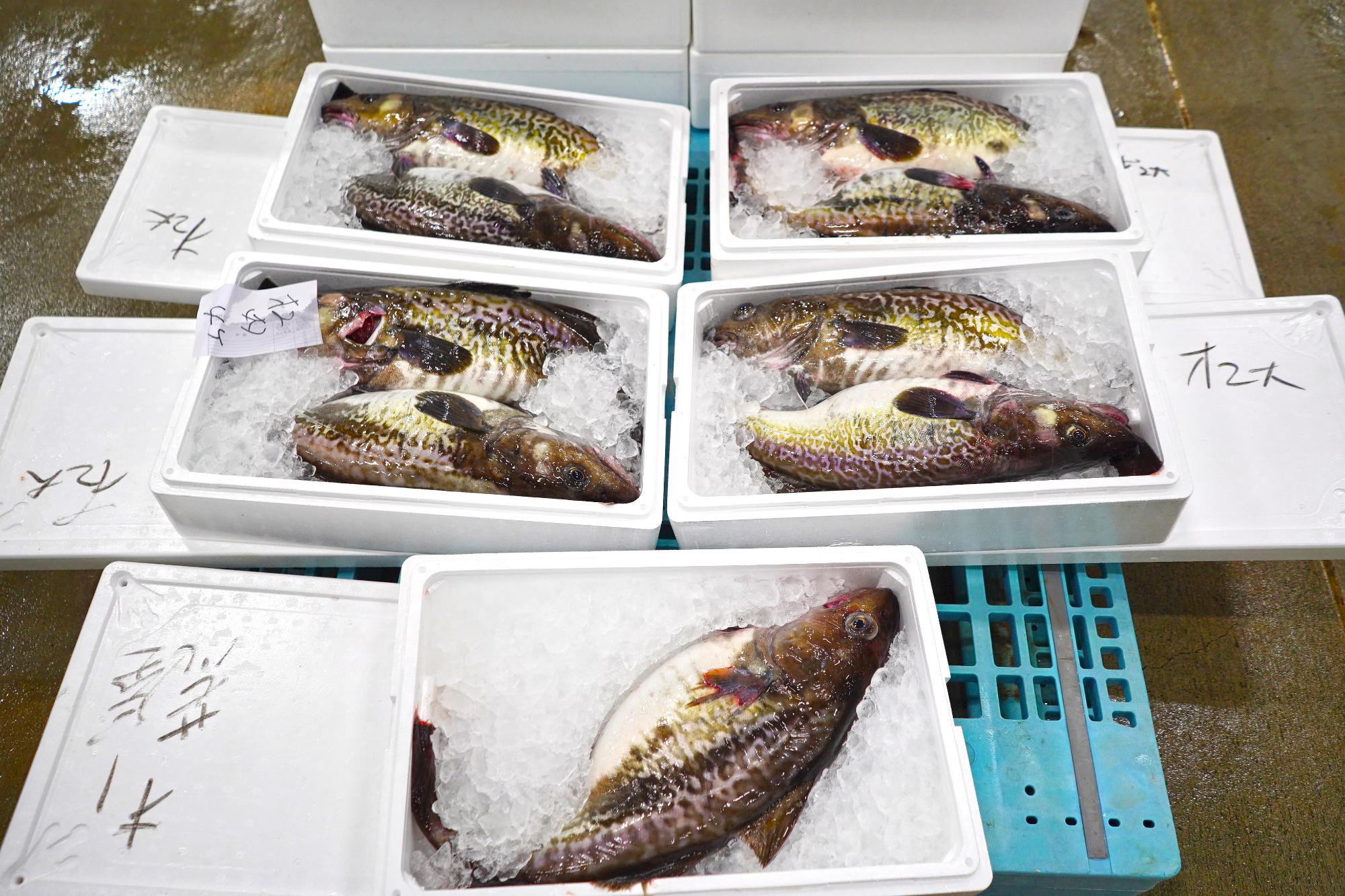 発泡スチロールの容器に氷詰めで並べられた複数のマダラが写っている写真