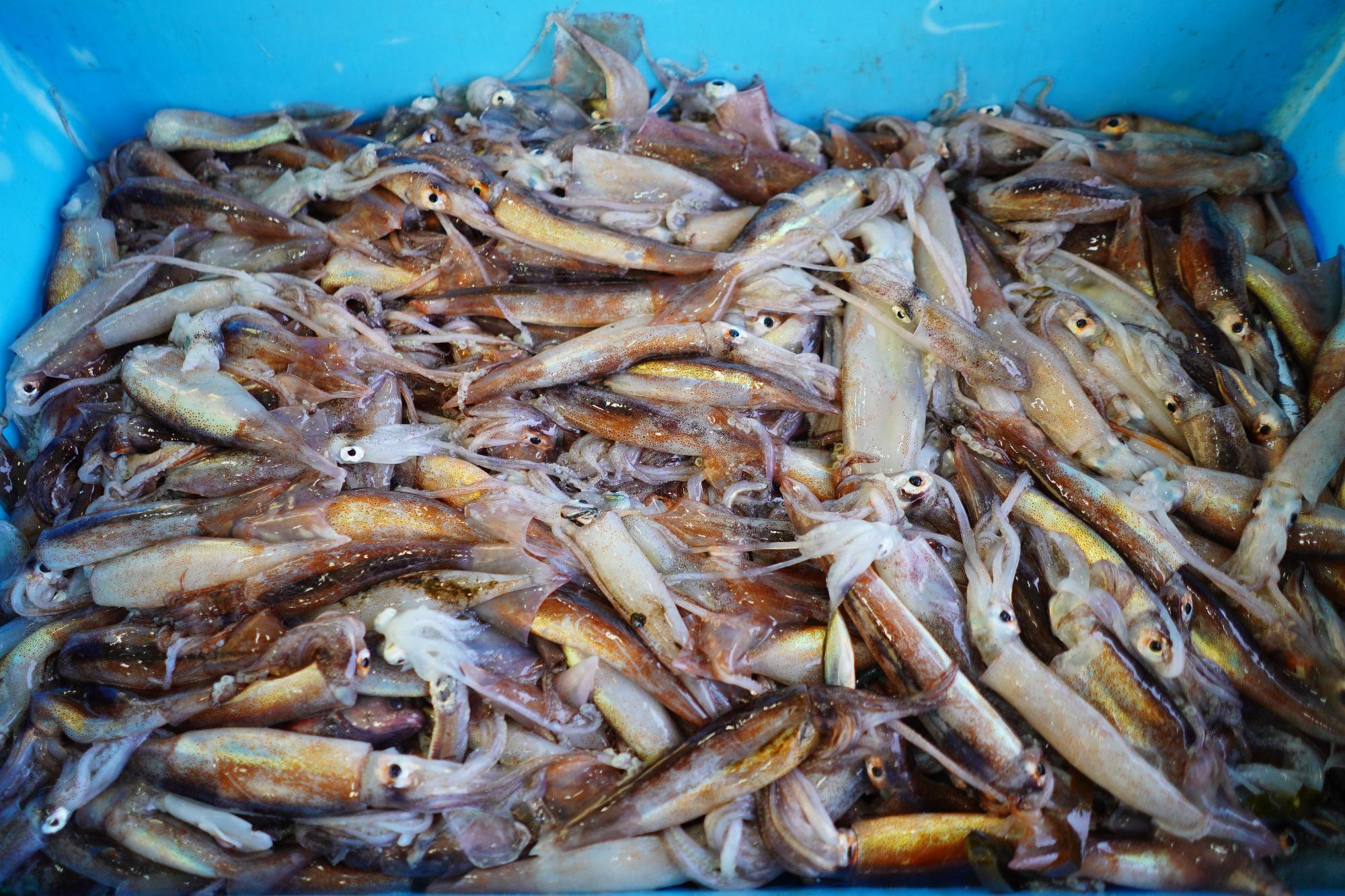 青い容器にたっぷり入った小ぶりなスルメイカが山積みにされている写真