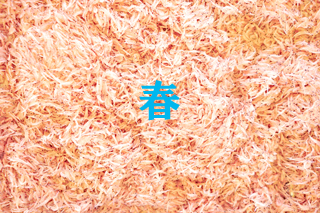 「春」小さな干しエビが山積みにされた写真（南三陸町地方卸売市場～春の光景～のページへリンク）