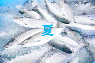 「夏」砕いた氷の上に並べられた新鮮な銀青色の魚の写真（南三陸町地方卸売市場～夏の光景～のページへリンク）