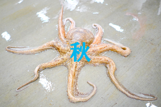 「秋」床が濡れている場所に四方に足を伸ばしているタコの写真（南三陸町地方卸売市場～秋の光景～のページへリンク）