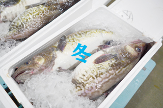 「冬」発泡スチロール容器にたくさんの氷と大きな魚が2匹入っている写真（南三陸町地方卸売市場～冬の光景～のページへリンク）