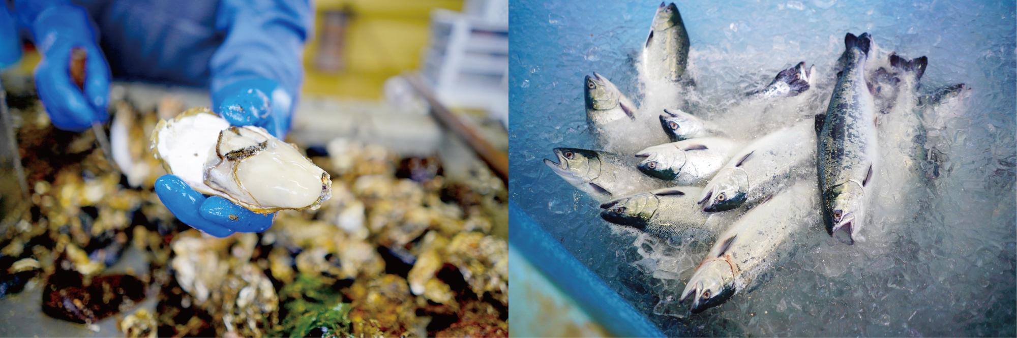 左：殻がついた大ぶりの生ガキを作業服をきた関係者がカメラに向けている写真右：氷が入った大きな水槽に新鮮な魚がたくさん入っている様子の写真