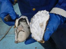 青いゴム手袋をはめた手が、片方は殻を開けて身が露出したカキを、もう片方は内側が真珠のように輝くカキの殻をそれぞれ持ち上げている手元を写した写真