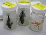 ラベルが貼られた円筒状の透明容器が3個並んでおり、薬剤につかった魚などの標本が入っている写真