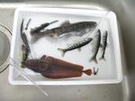 発泡スチロールの容器の中に魚やイカなどが数匹入っている様子の写真