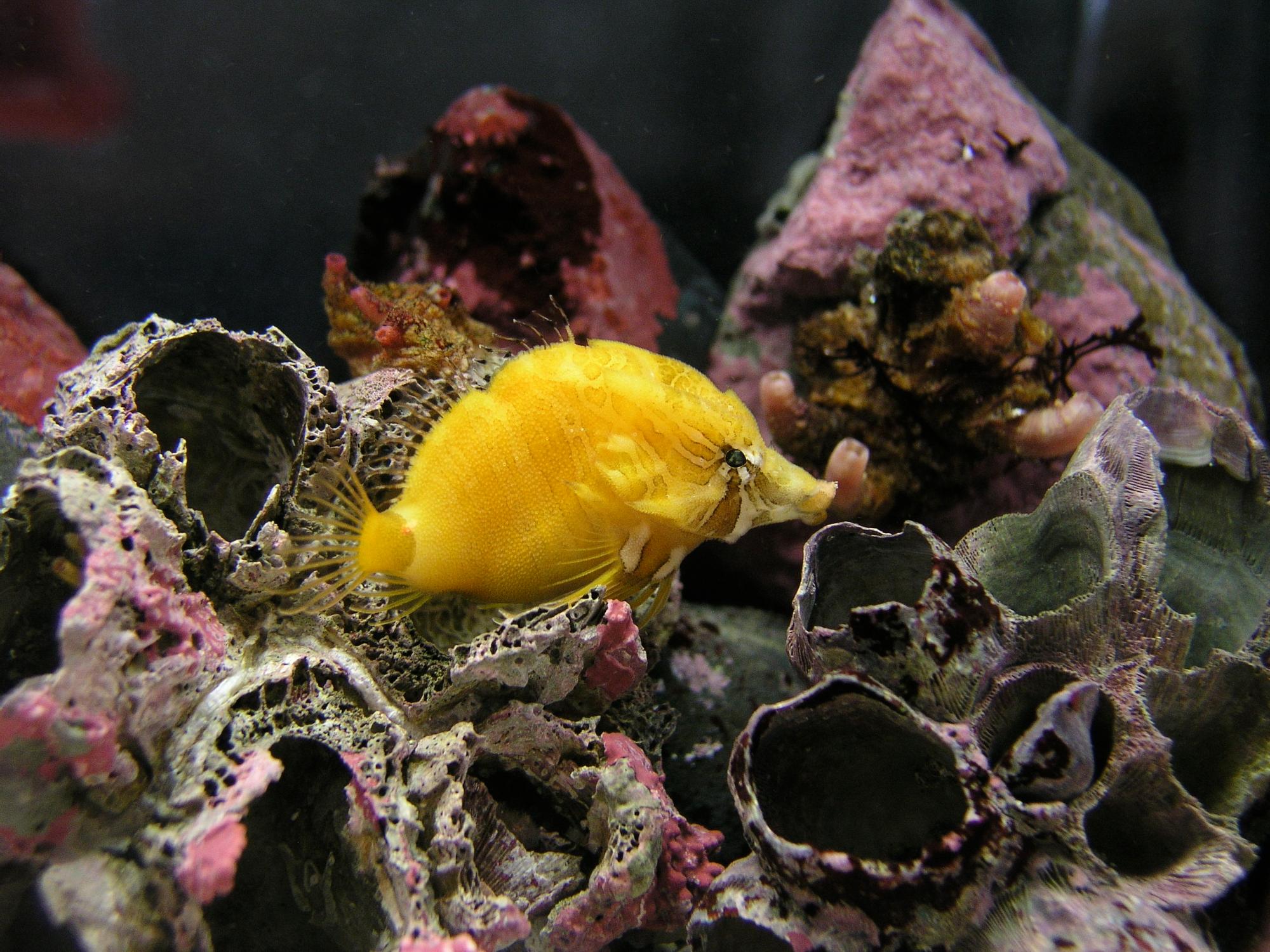 黄色の楕円形で口が細長く突き出た、クチバシカジカが、岩礁の前を泳いでいる写真