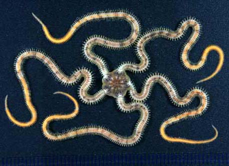 細くくねった5本の長い腕を広げ、五角形に近い形をしたタシンスナクモヒトデの写真