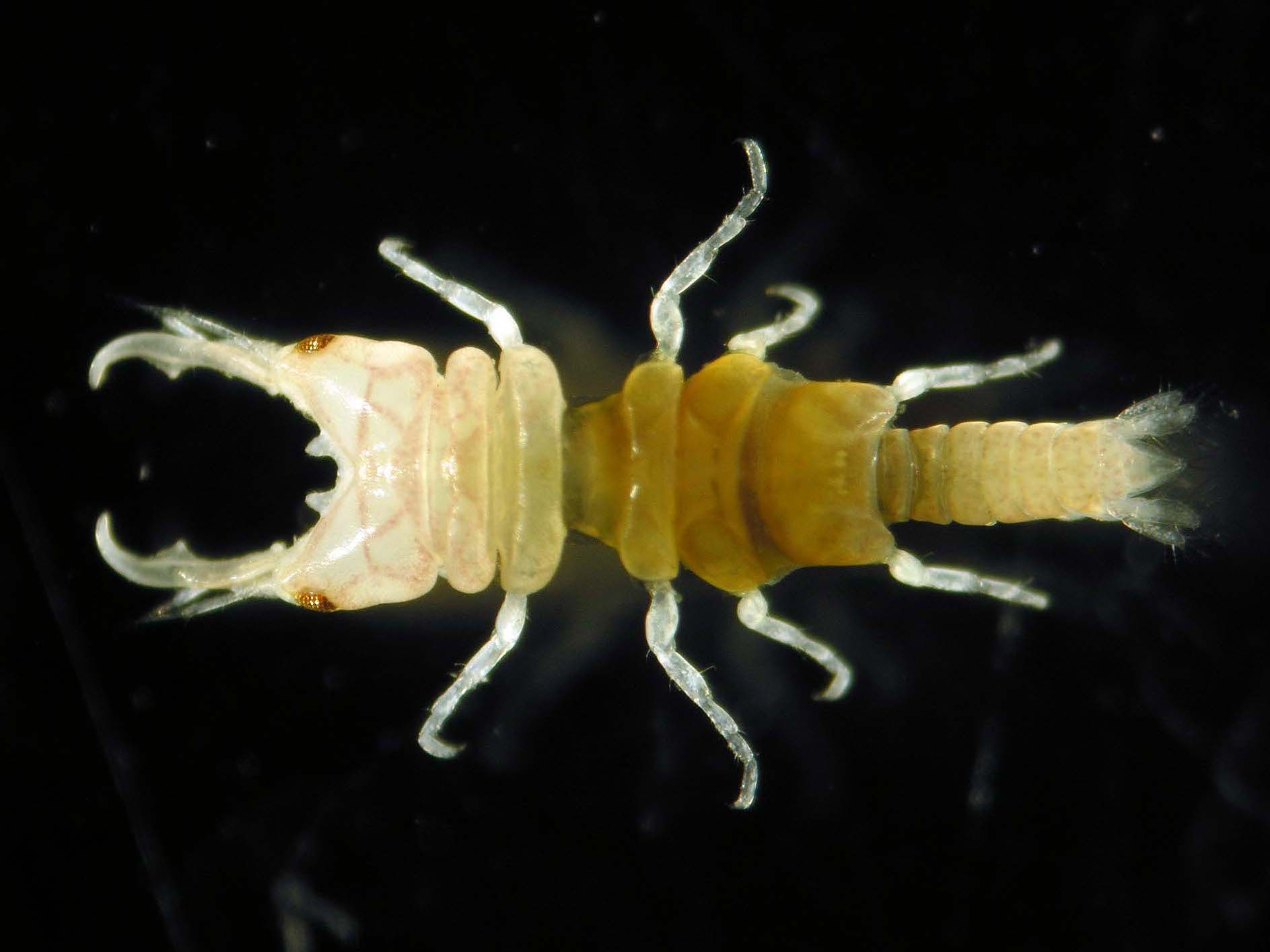 クワガタムシのように大顎が発達している、薄い茶褐色のソメワケウミクワガタの写真