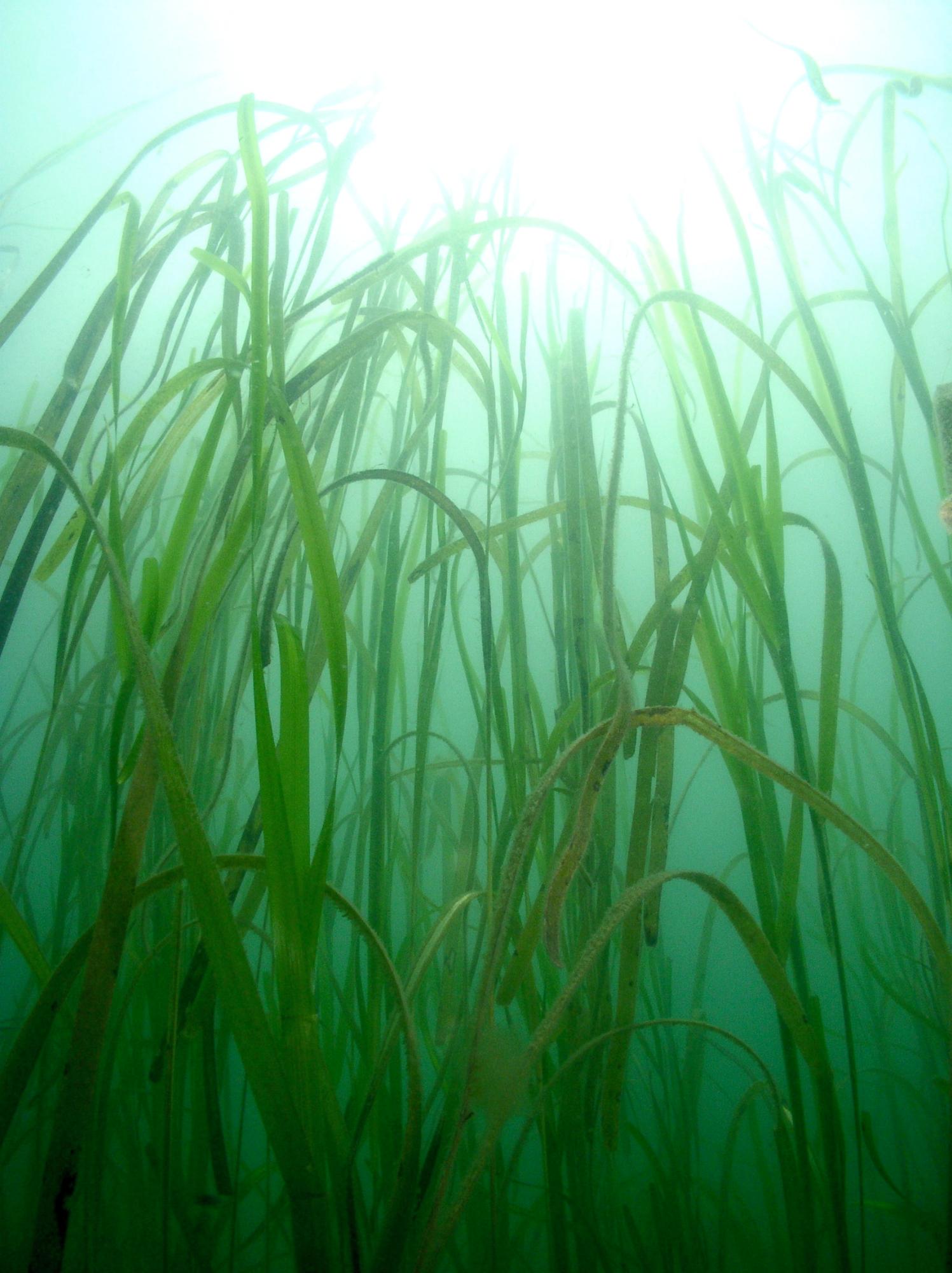 光が差す水面に向かって、緑色の細い葉を伸ばすタチアマモの写真