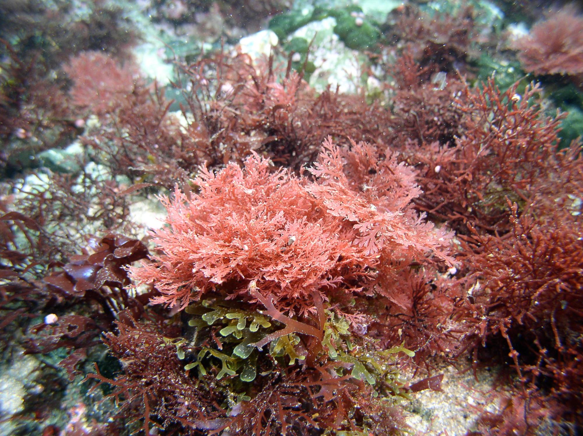 岩の上に赤くギザギザした葉状体のユカリが群生している写真