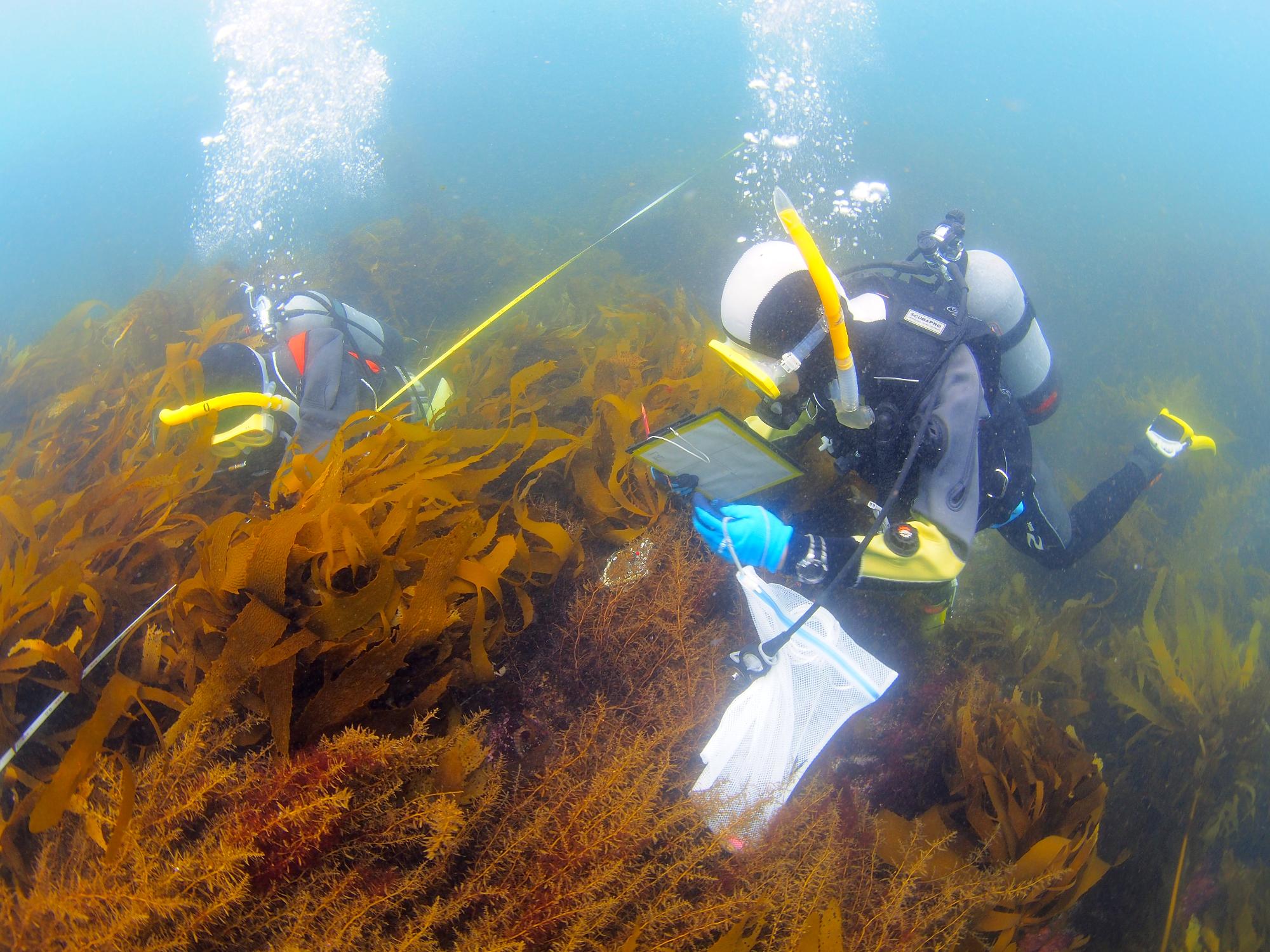 海中で2人のダイバー海藻が密集して生えている場所で調査をしている様子を写した写真