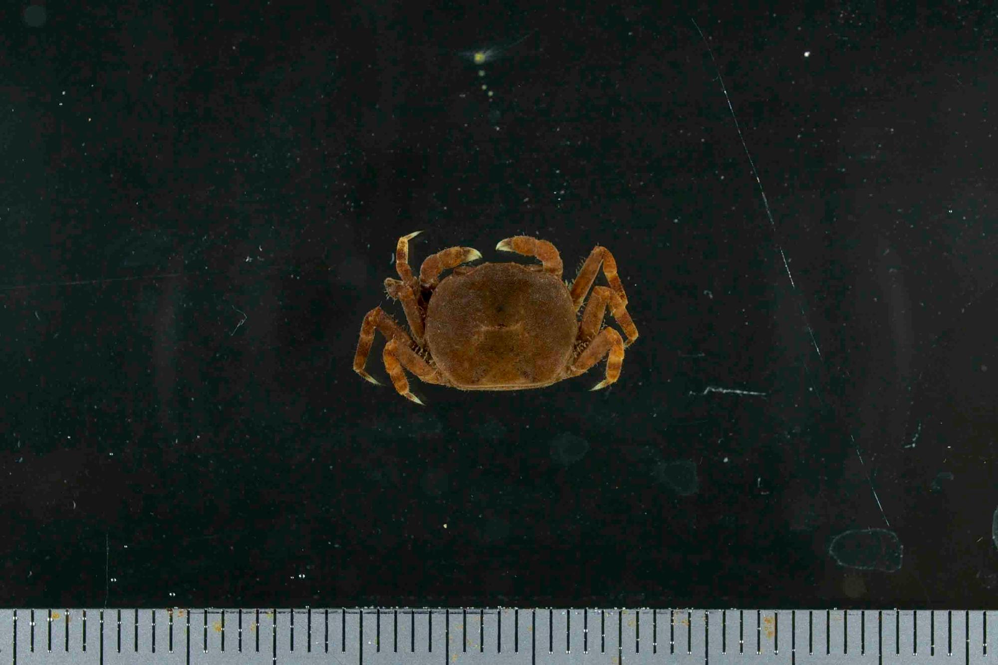 赤褐色で甲は円形に近い形をしたトリウミアカイソモドキの写真