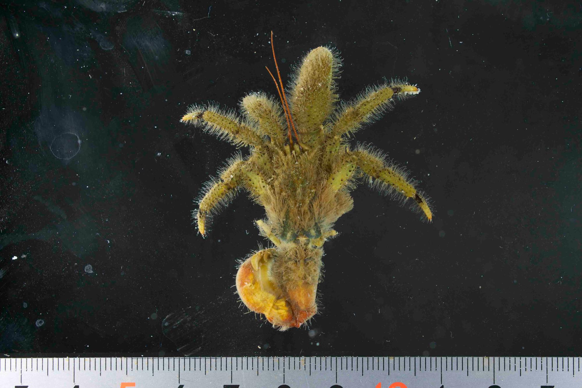 濃い赤色の触角があり、体色は灰緑色で脚に黒褐色の帯模様があるヨモギホンヤドカリの写真