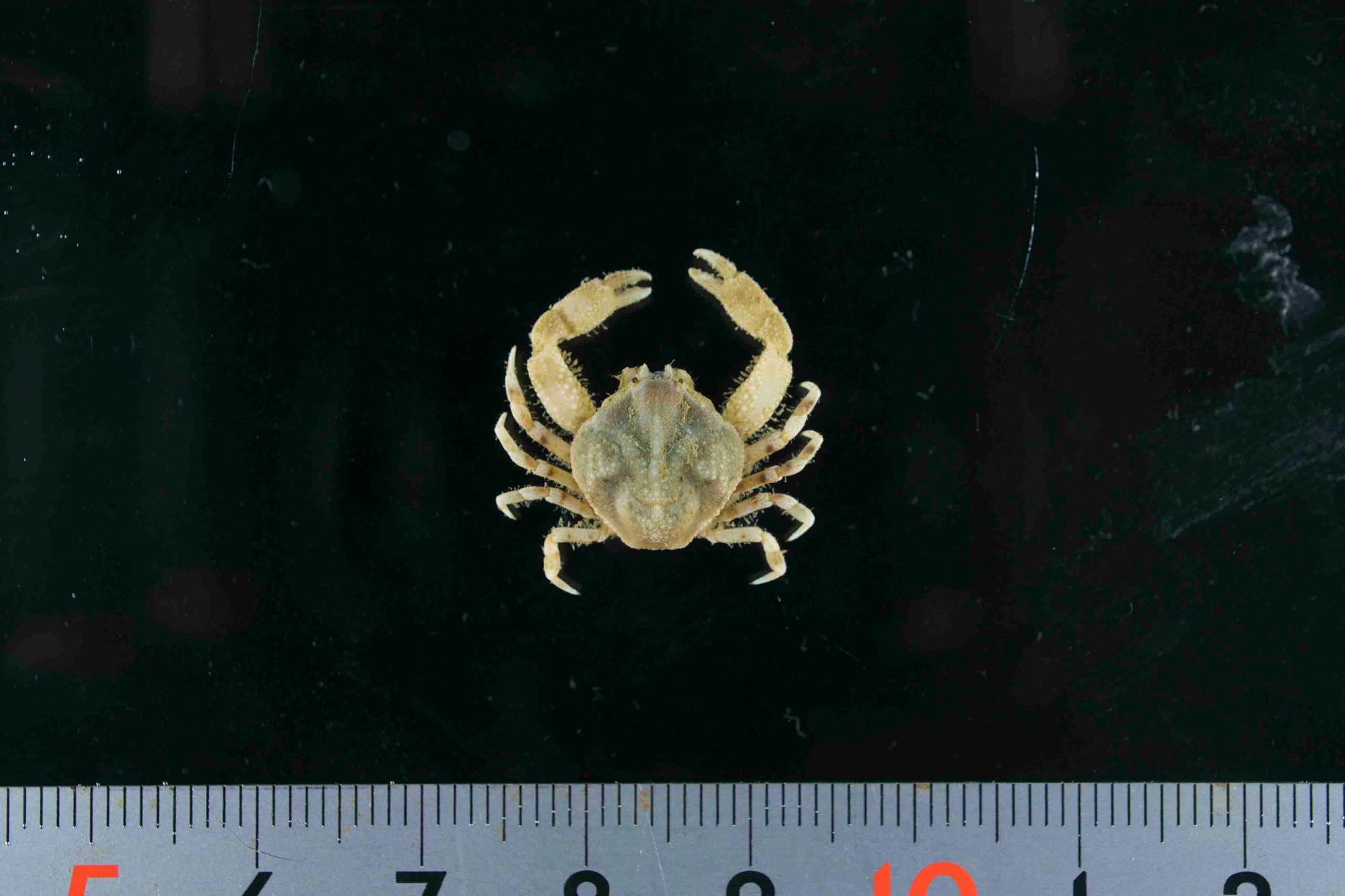 全体的に白くて甲は丸く、甲に対してハサミが大きいのが特徴のカネココブシガニの写真