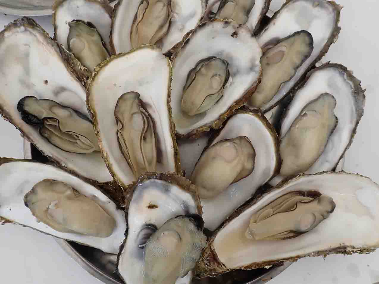殻を開いた牡蠣が沢山並んでいる写真