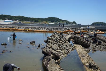 参加者たちが干潟の水の中に入ったりして調査を行っている様子の写真