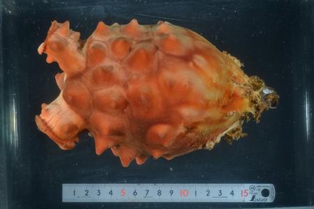 長さ約15センチメートルのメジャーと並んで橙透明な容器に入れられている、橙色でごつごつした表面を持ち、左右にいくつかの突起がある海洋生物の一種であるホヤの写真